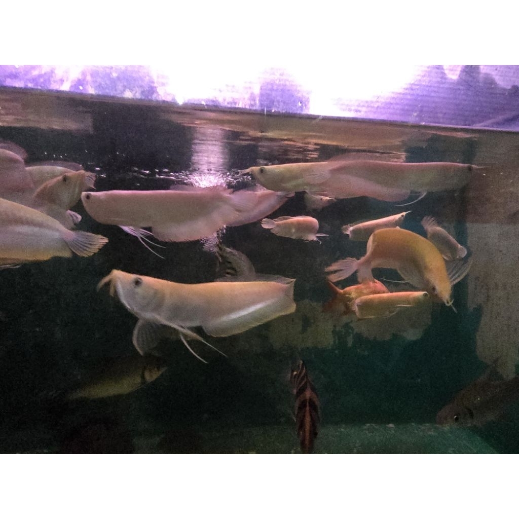 Arowana Silver Albino 35-37cm