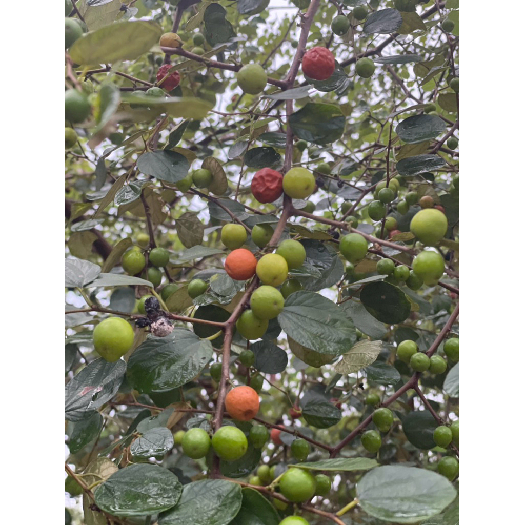 

buah bidara Asli fresh, petik dadakan