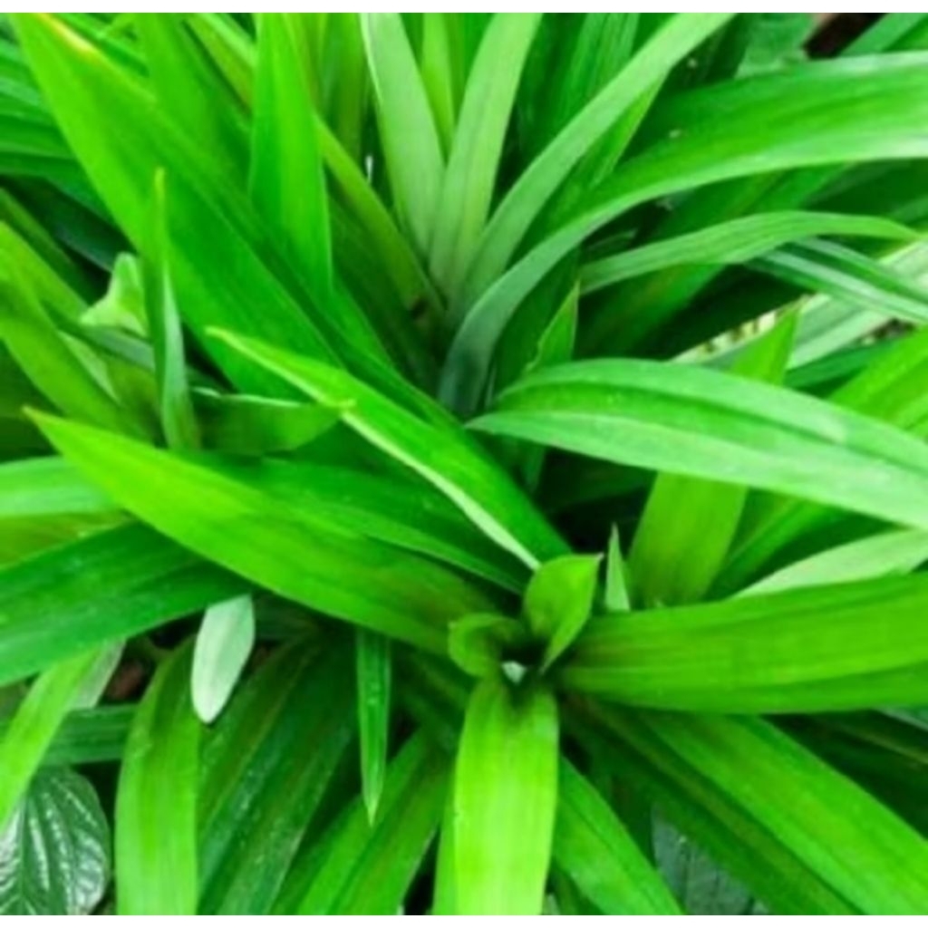 

Daun pandan segar 1 ikat (10 lembar)