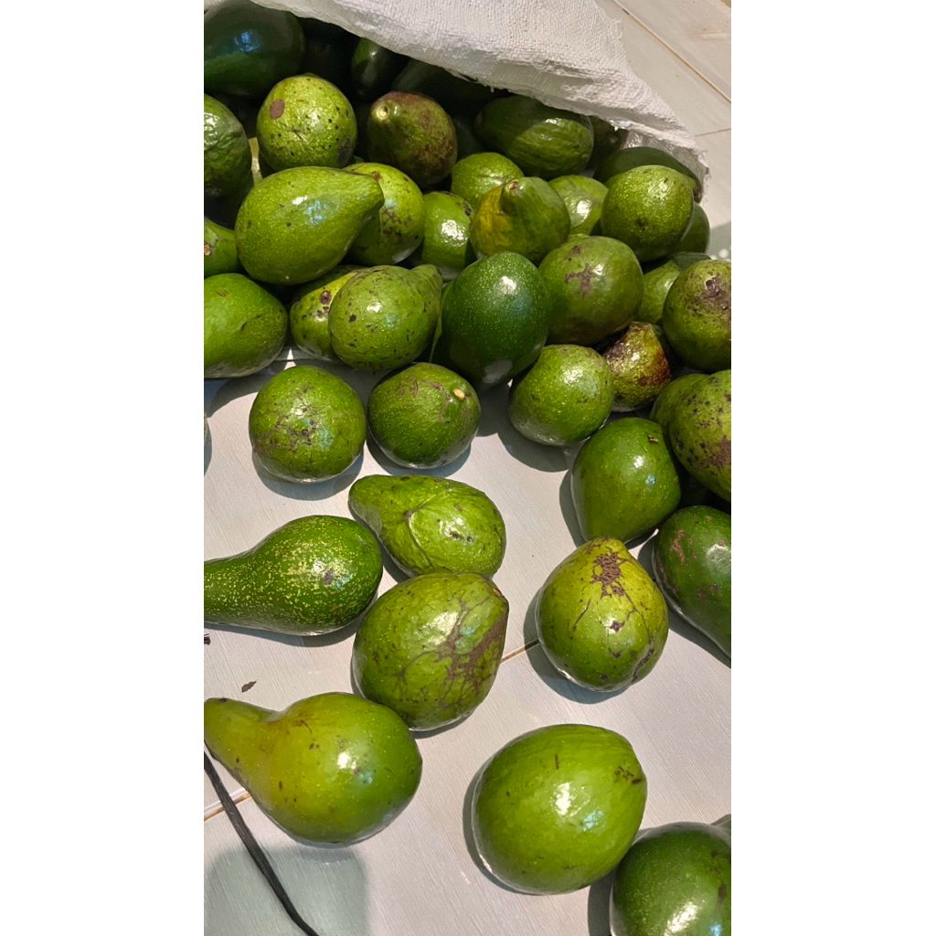 

Alpukat Mentega Super