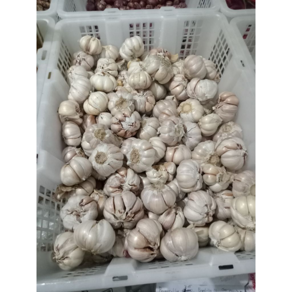 

Bawang Putih Segaaar