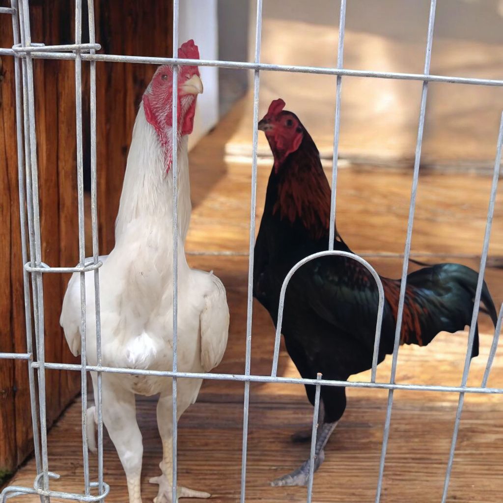 Ayam Jago Kampung Asli Hidup (Harga Perekor)