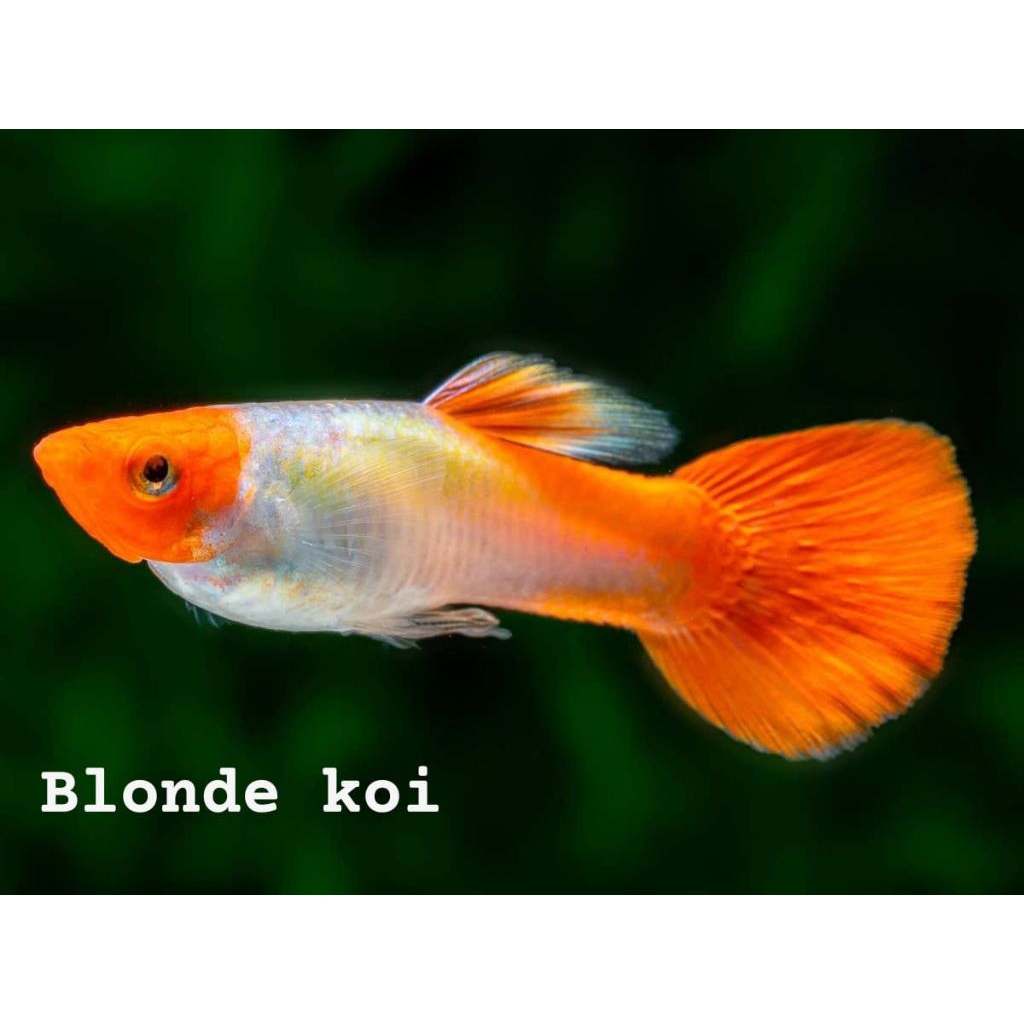 Hiasan aquarium guppy blonde red koi