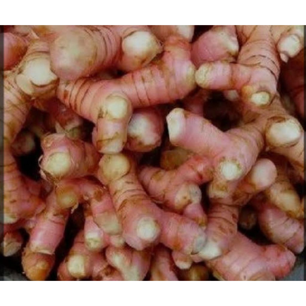 

lengkuas merah / laja bereum untuk pelengkap bumbu masakan 1kg