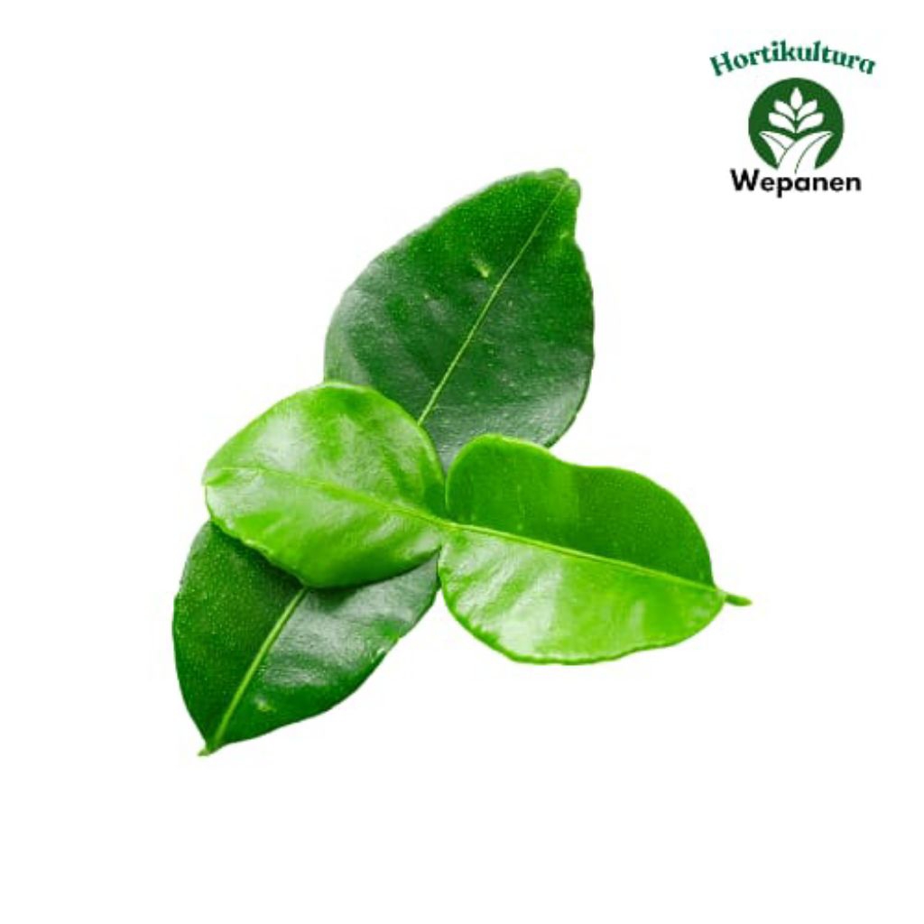 

Daun Jeruk Per 100gr