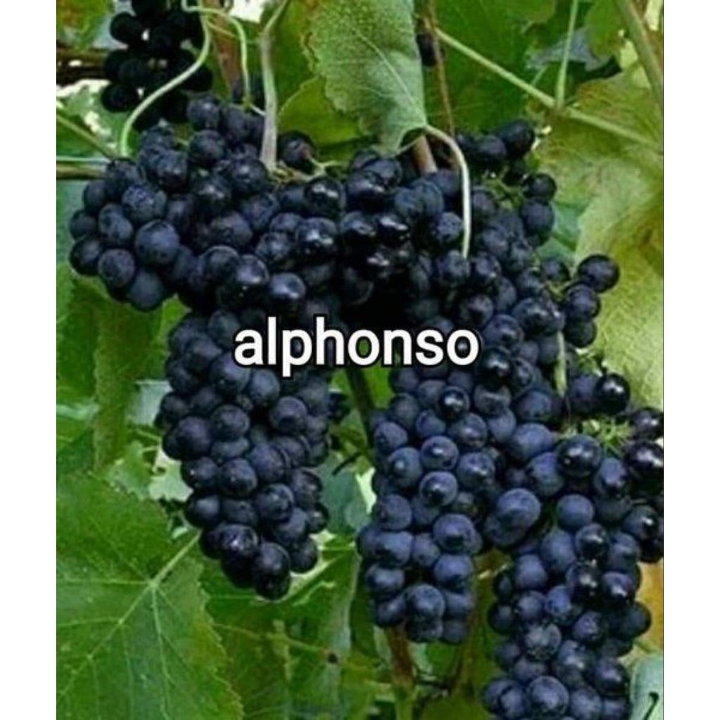 ANGGUR IMPORT ALPHONSO HASIL STEK BATANG