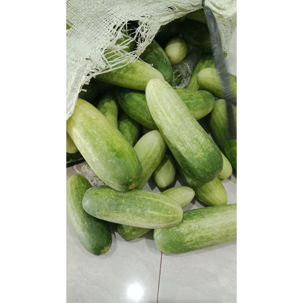

[ 1 KG ] TIMUN LALAP/MENTIMUN SEGAR LANGSUNG DARI PETANI