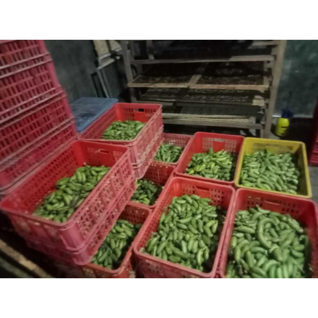 

PISANG MAS SATUAN/PISANG MURAH