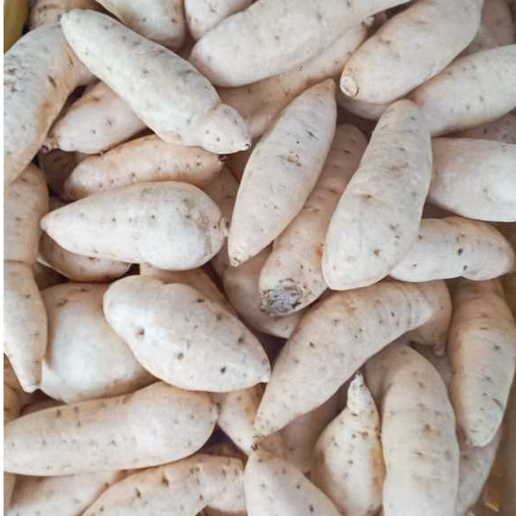 

Ubi Cileumbu super manis1kg