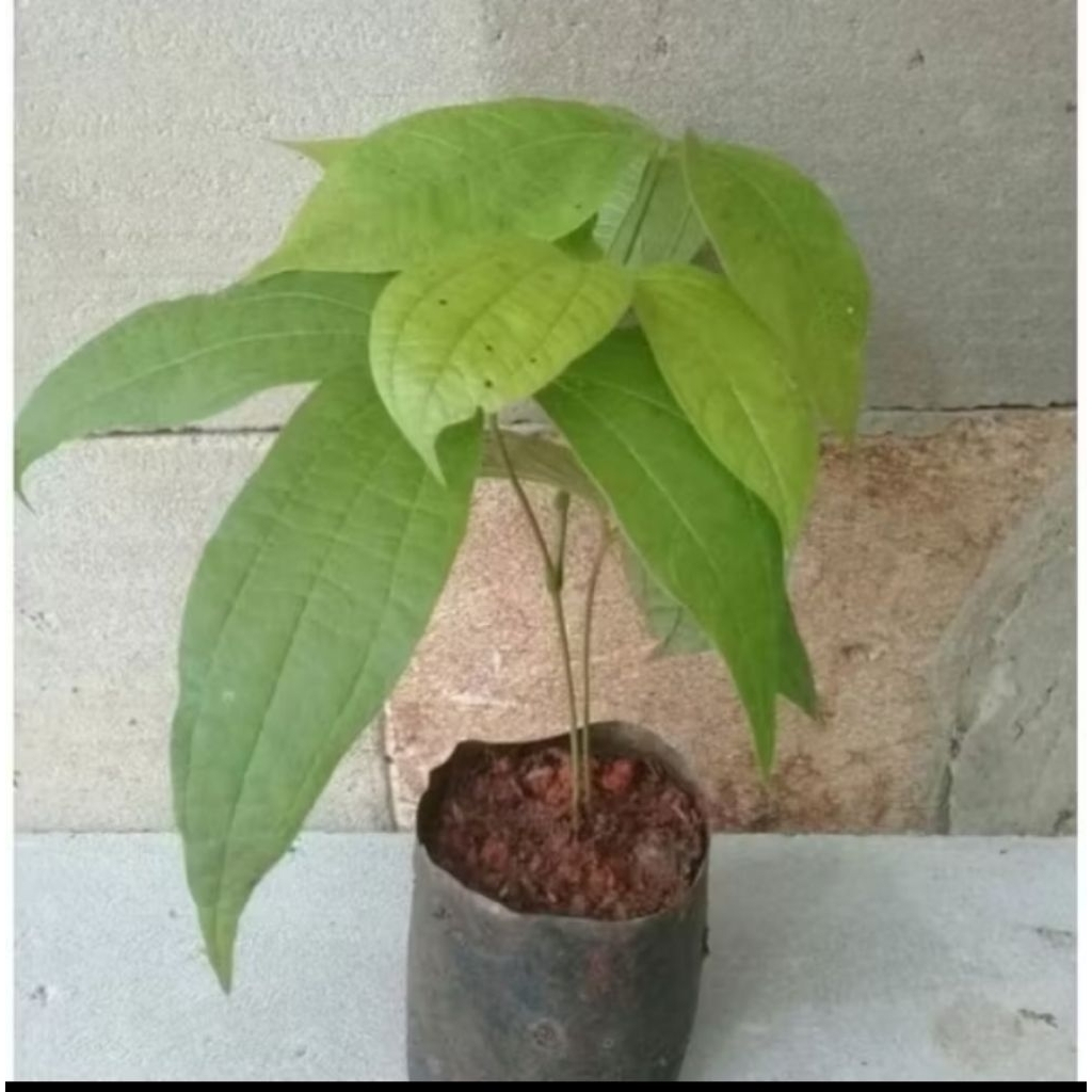 BIBIT UMBI GADUNG/BIBIT TANAMAN UMBI GADUNG ORGANIK