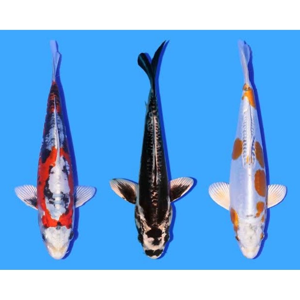 

bibit kikokuryu metalik bergarangsi