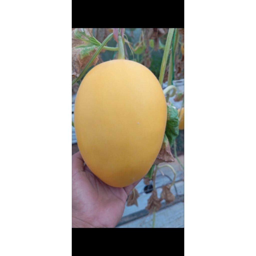

melon golden