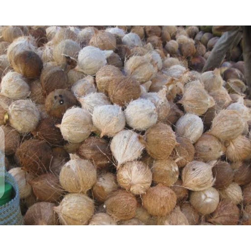 

Buah Kelapa tua segar kwalitas terbaik untuk santan