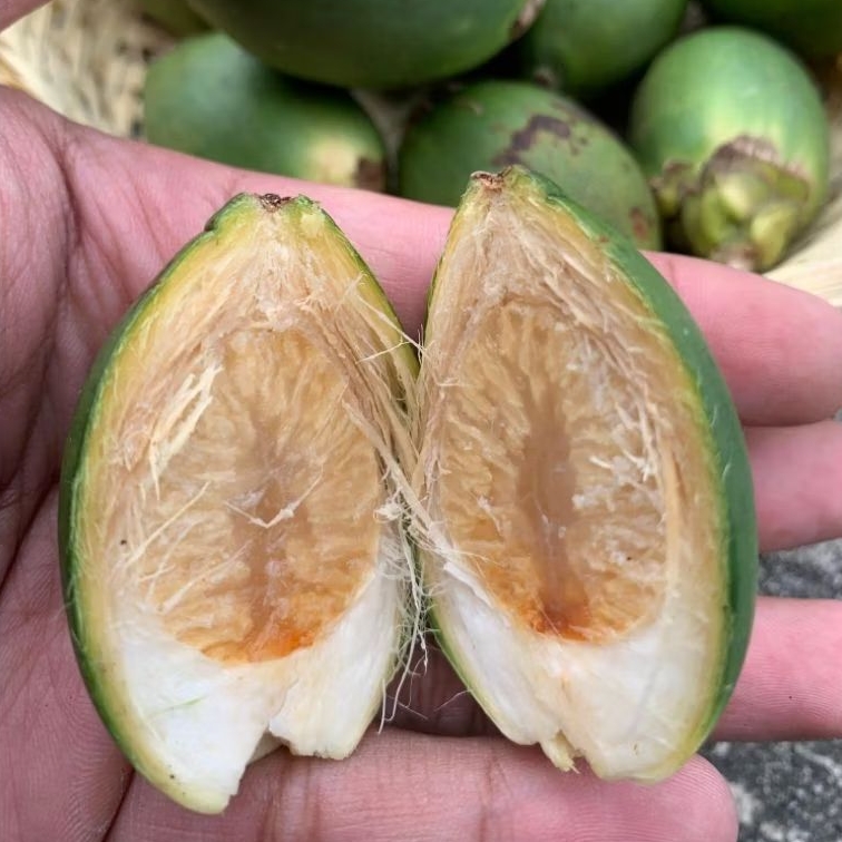 

Buah Pinang Muda 1kg isi 35± butir Segar Tanpa Kimia yang sangat banyak manfaatnya A