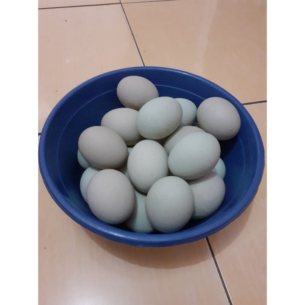 

Telor Asin Mentah