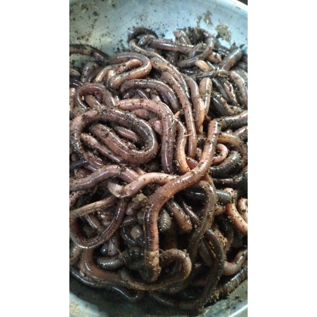 Cacing Kalung kebo jumbo obat tipes dan demam | UMPAN MANCING BAWAL CACING KALUNG KEBO | OBAT PANAS