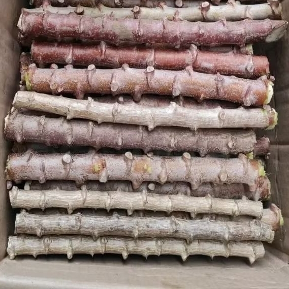 

bibit batang singkong keju. beli 10 bonus 1 singkong pandesi siap tanam