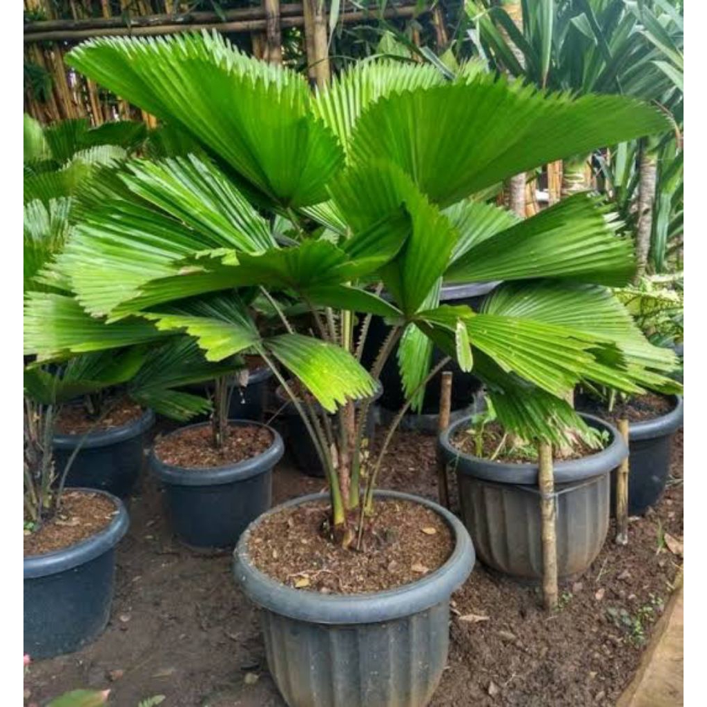 PROMO!! BIBIT PALEM KIPAS UK BESAR HIASAN RUMAH