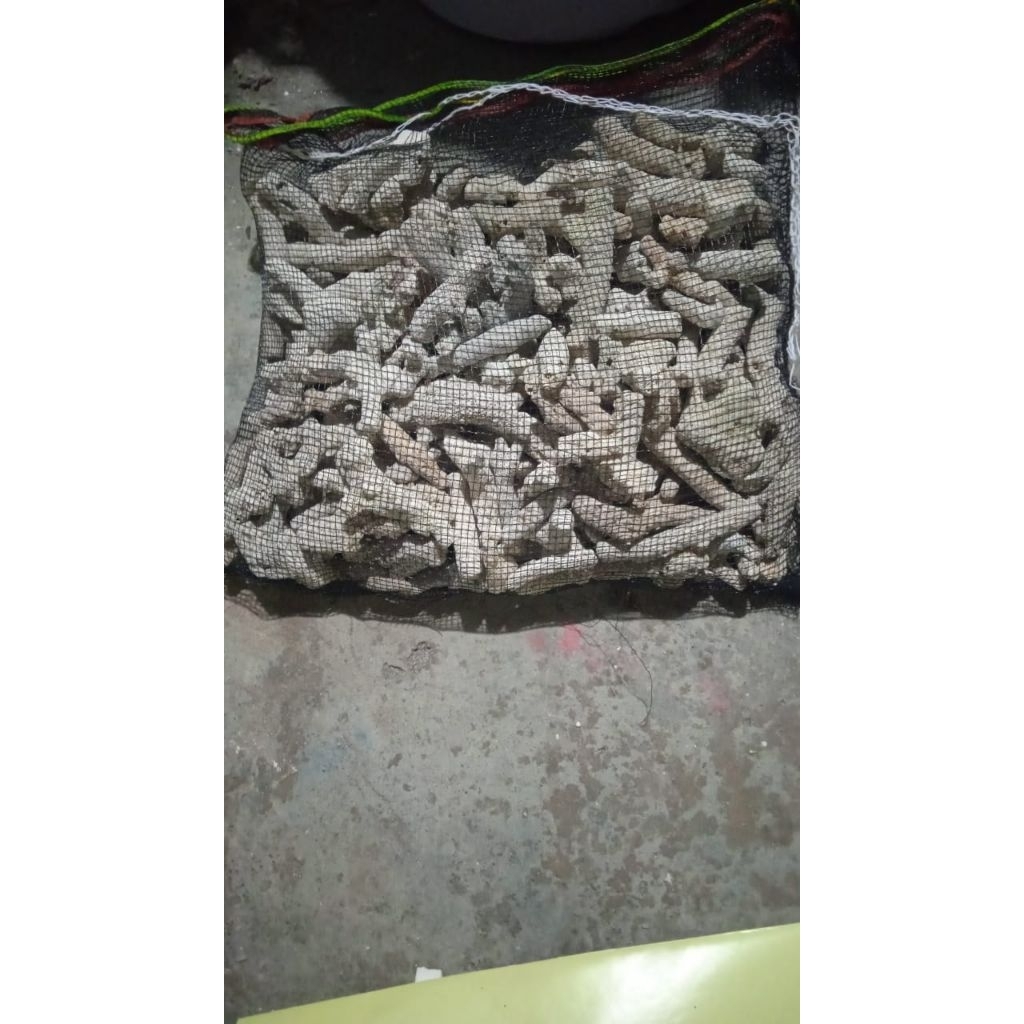 Karang Jahe 5 KG + WARING / Karang Jahe / Batu Karang Jahe 5kg / Batu Karang Jahe