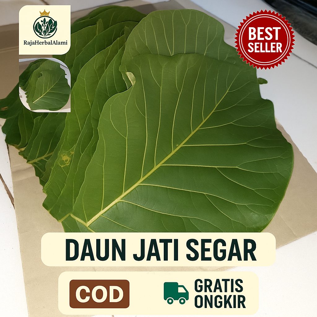 

Daun Jati Segar Per 1 Lembar Daun Serbaguna Siap Olah | COD