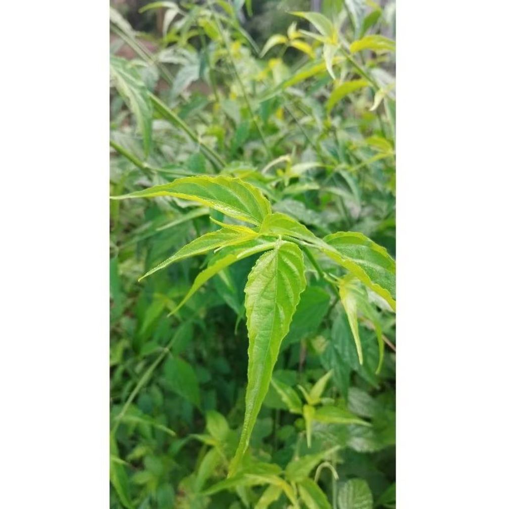 

daun kalingsir ,daun belalai gajah 250 gram