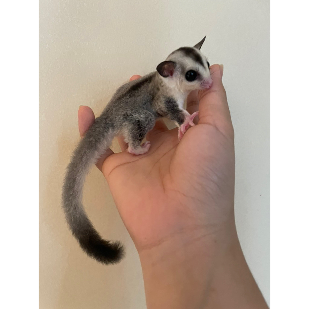 Sugar Glider White face betina joey JINAK White Tip Gen Obes Sugar Glider lucu