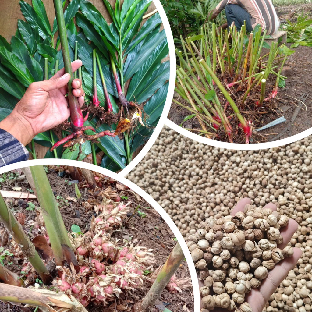 Beli 1 Dapat 5 Bibit Kapulaga Kualitas Import ( Dikirim 5 bibit Kapulaga )