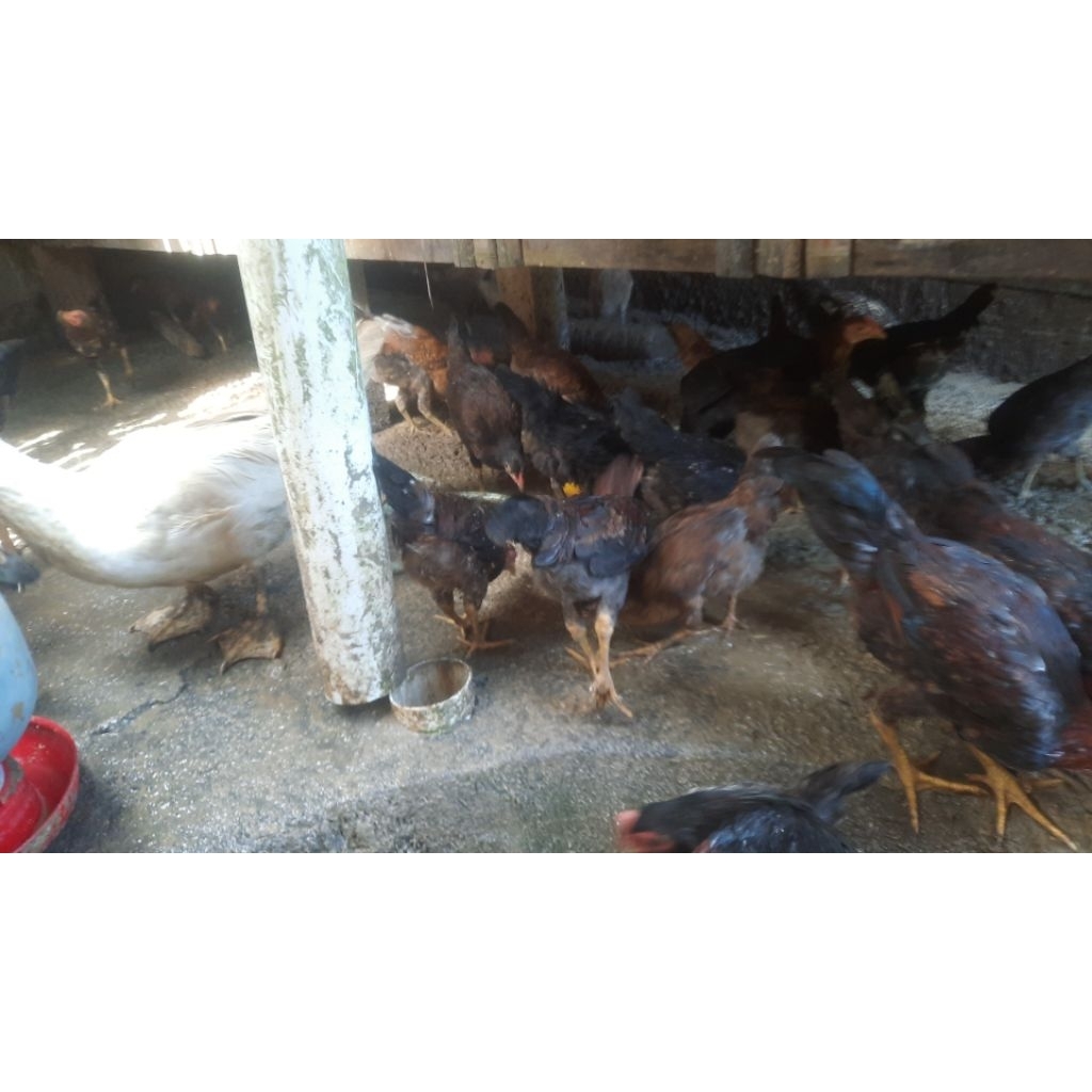 

ayam kampung indukan sepasang 1jantan 1 betina ukuran 1kg up