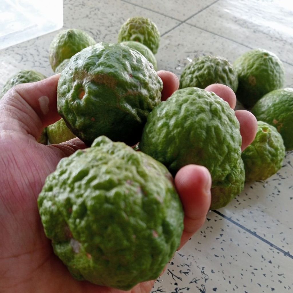 

JERUK PURUT PILIHAN FRESH 1KG