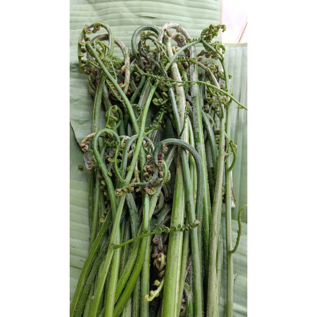 

sayur pakis fresh mantap 500 gram