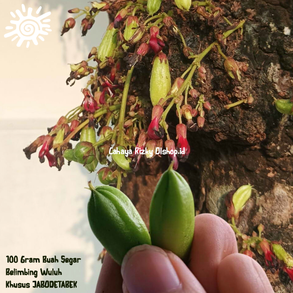 

Buah Belimbing Wuluh 100 Gram Petik Dadakan