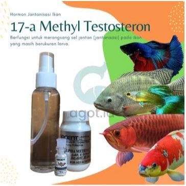 17A metil testosteron hormon jantanisasi ikan 400mg / 17 A MT Testosteron 100mg