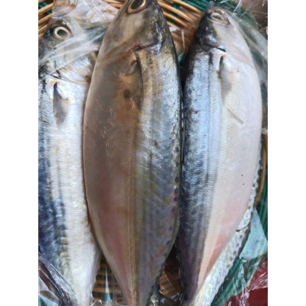 

Kirim Instan!!! Ikan Kembung Banjar 500gr, 1kg