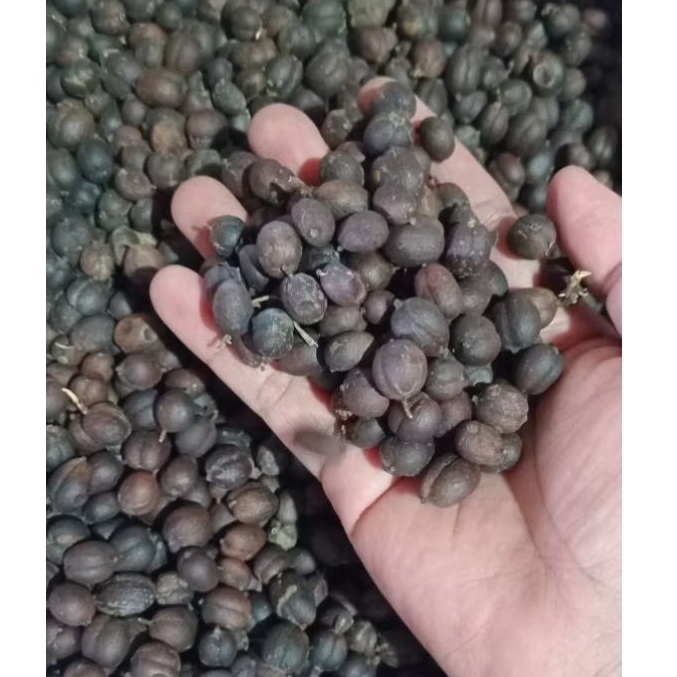 

Biji Kopi Robusta Glondong Kering 1kg