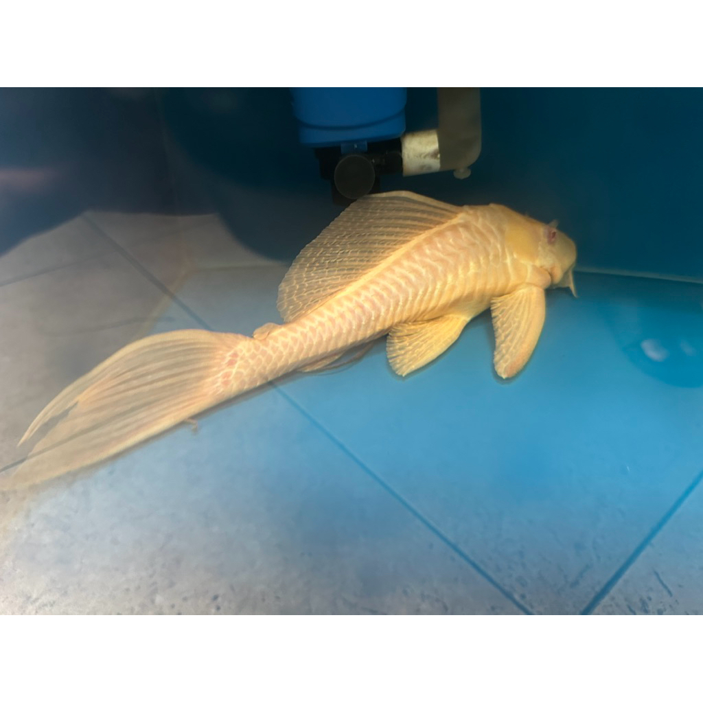 Ikan Sapu Kaca Albino Jumbo / Gibicep Jumbo