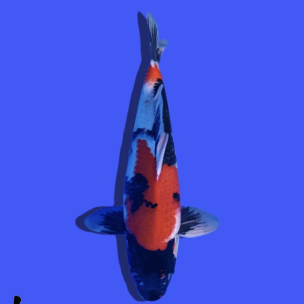 Ikan Koi Impor Jenis Showa Sanshoku Ukuran 38CM Sertifikat Ada, Kualitas Bagus