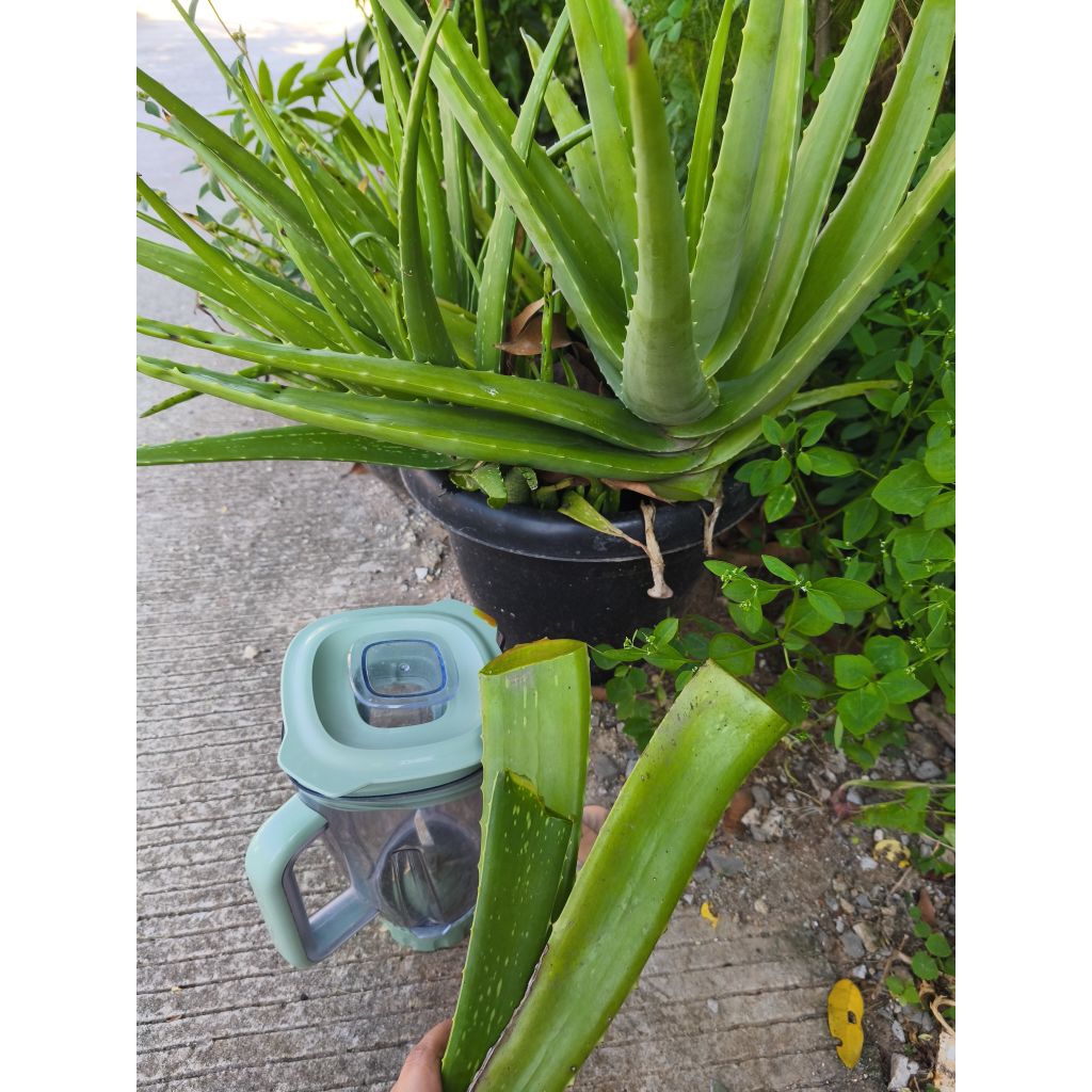 

Lidah Buaya/Aloe Vera