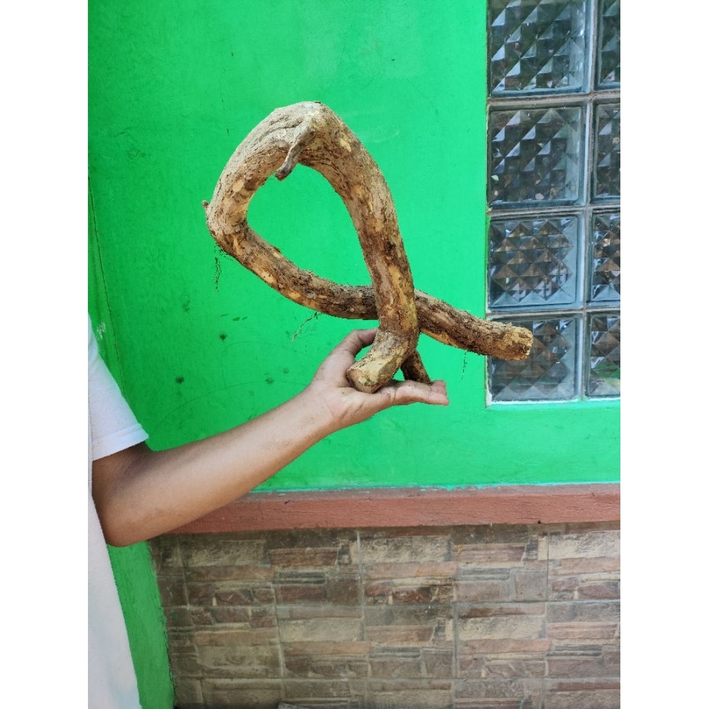 bahan dongkelan wahong gunung unik meliuk