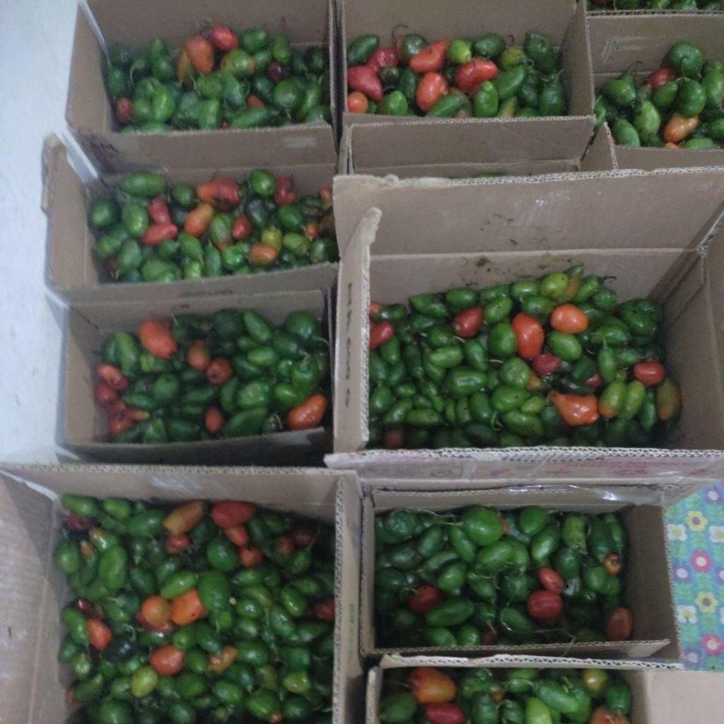 

cabe gendot paket 5 kg