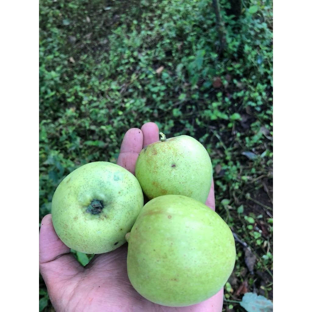 

Apel Manalagi Cheri Kota Batu Malang 1kg Fresh