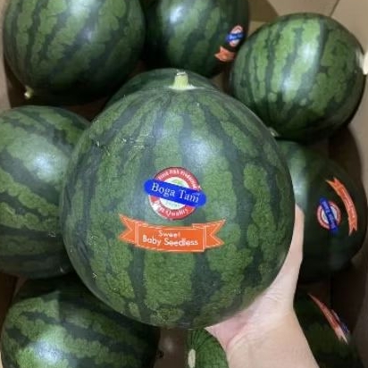 

Semangka bogatani seedles manis tanpa biji jumbo Kg
