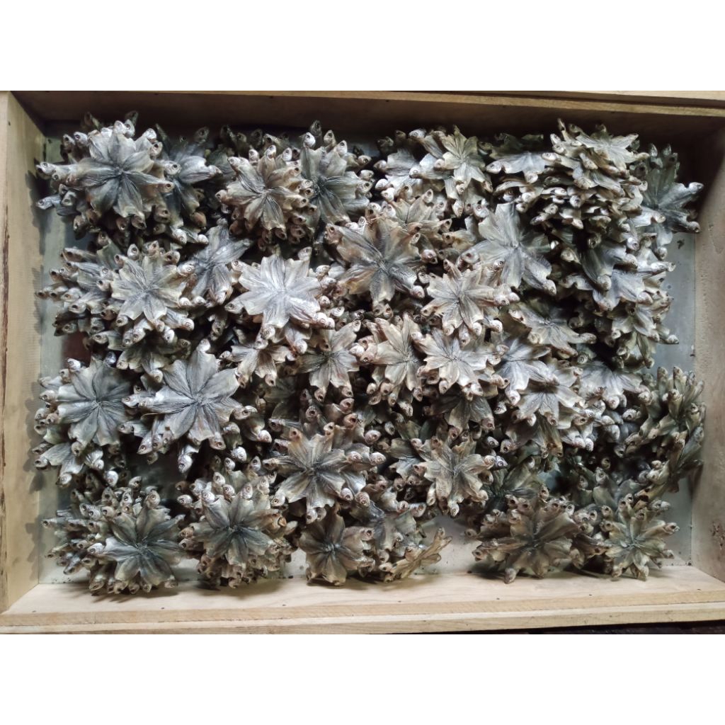 

ikan karing sapat kambang