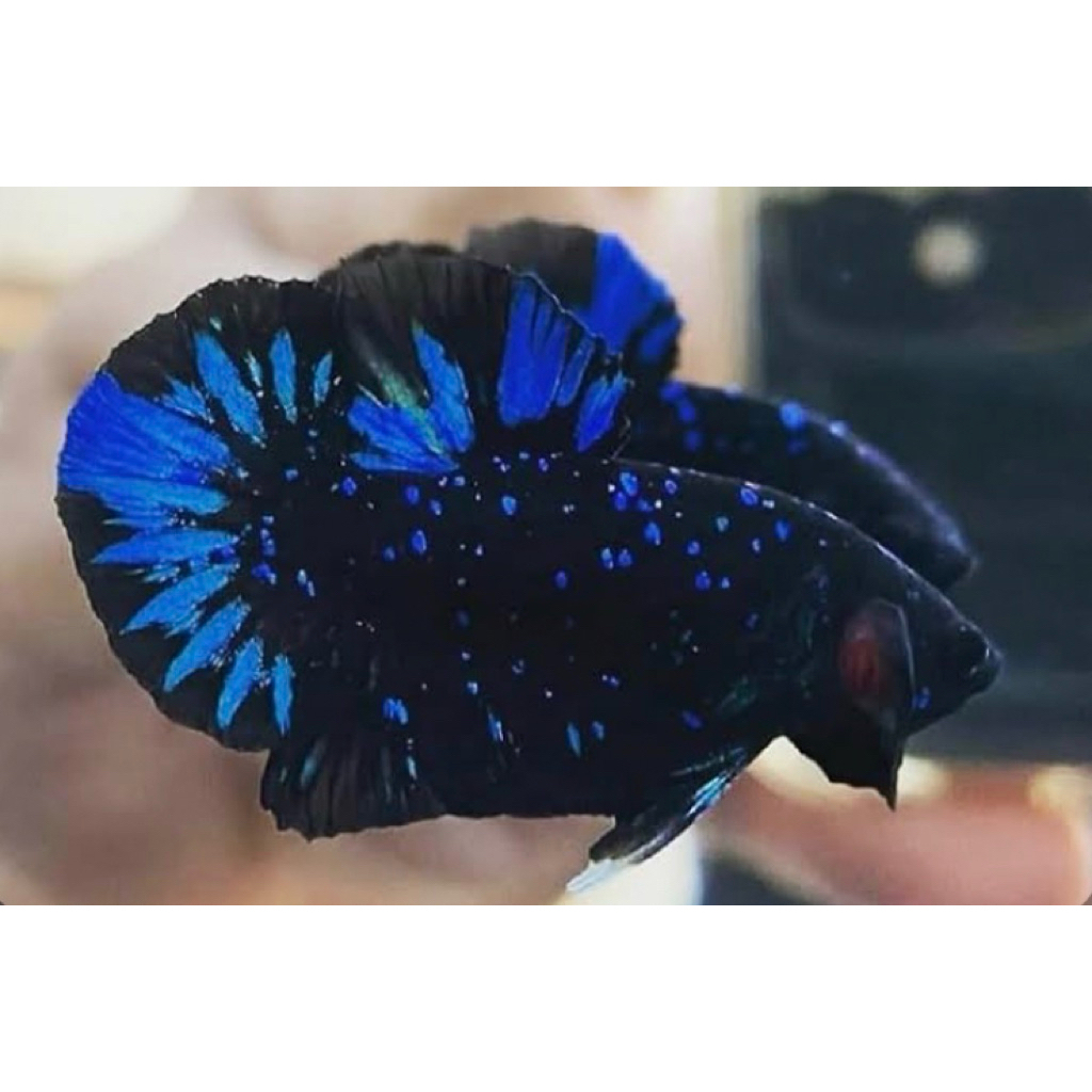 cupang avatar gordon blink blink, kualitas 100% bagus, langka istimewa