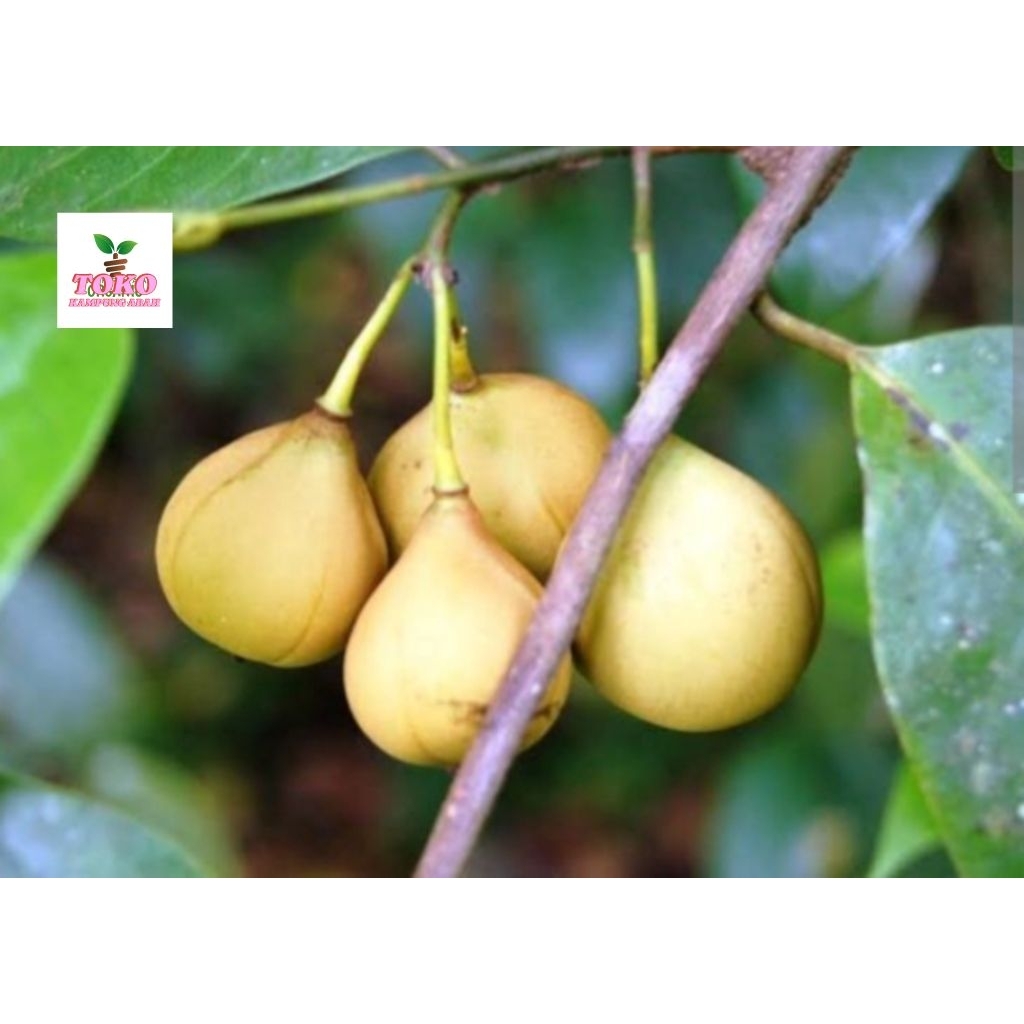 

buah pala muda segar fresh 1 kg