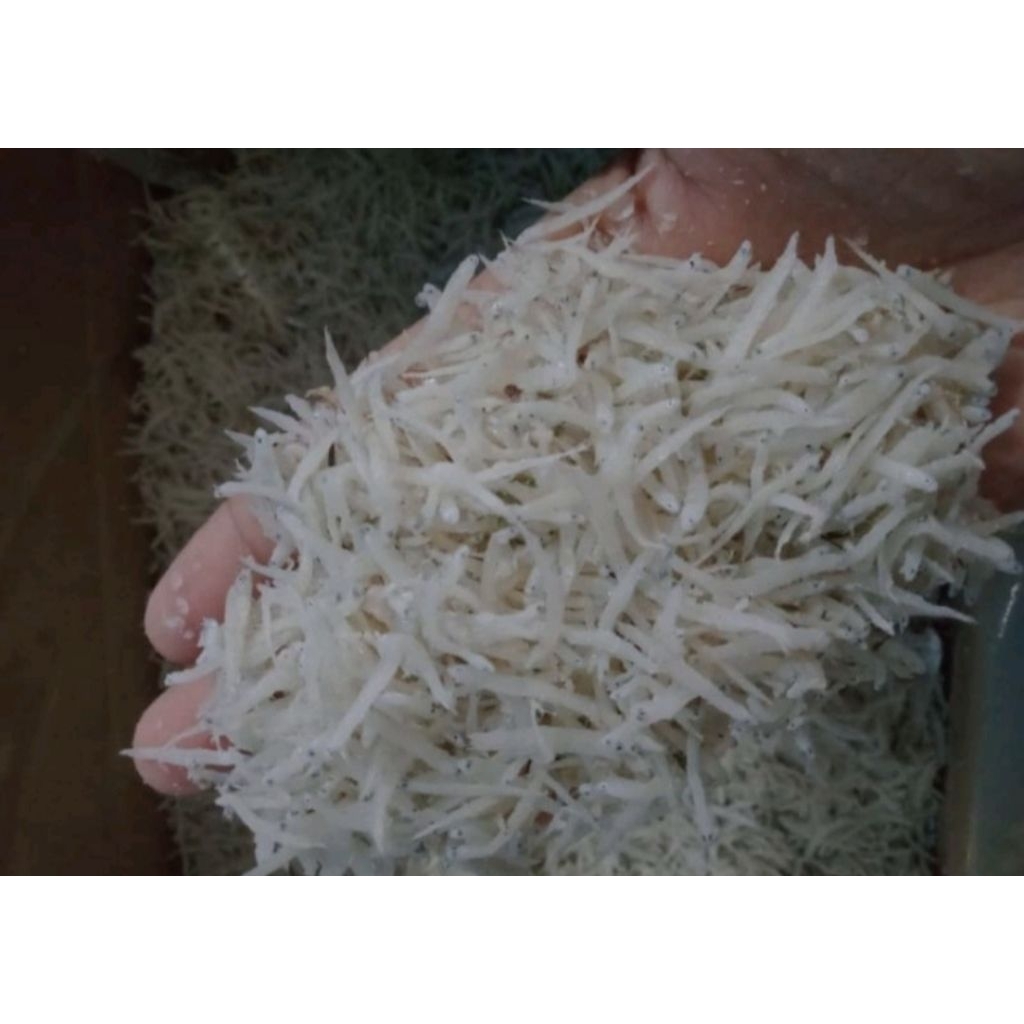 

Teri Medan/ Teri Nasi Super Tanpa Pengawet dan Pemutih 250g