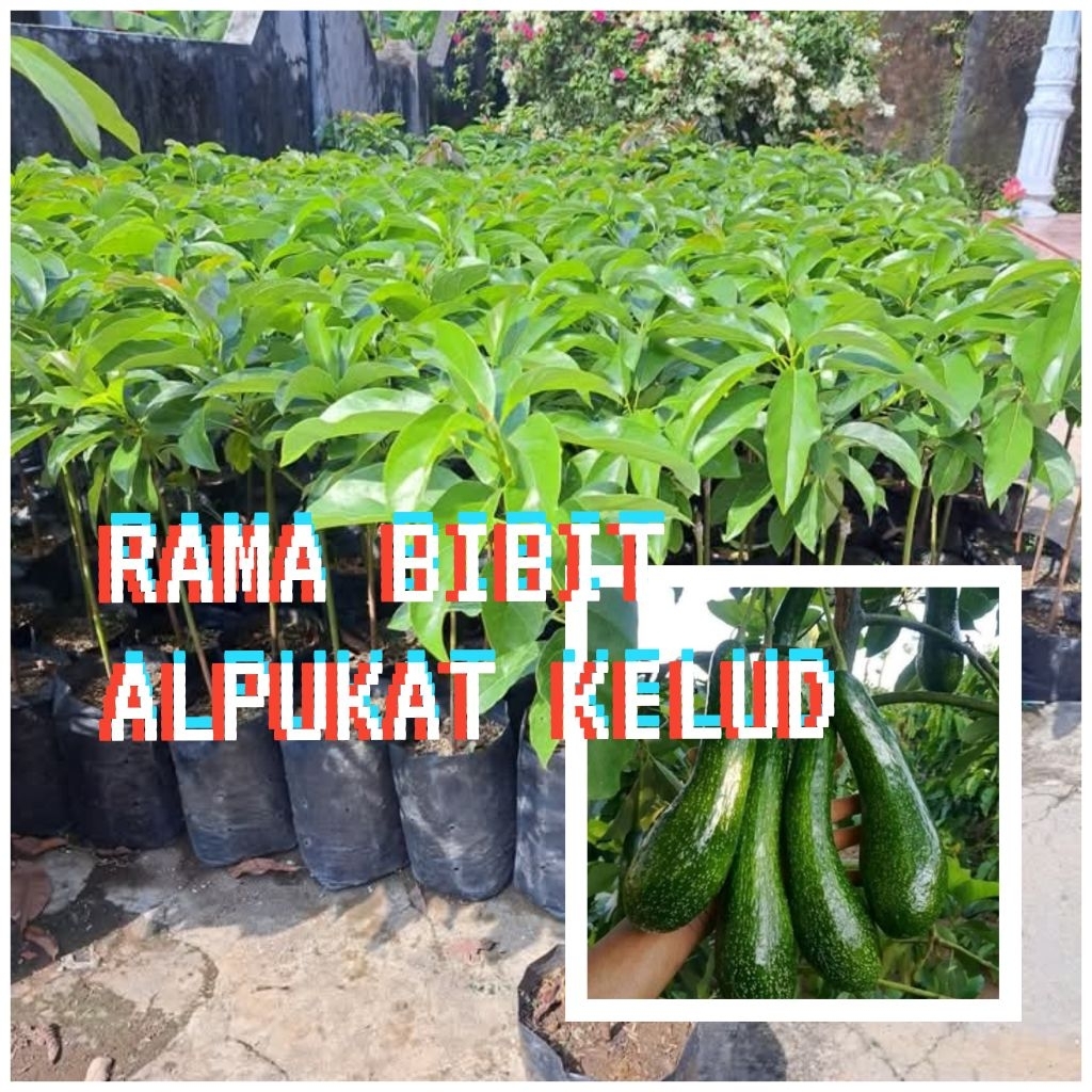 bibit alpukat kelud super unggul