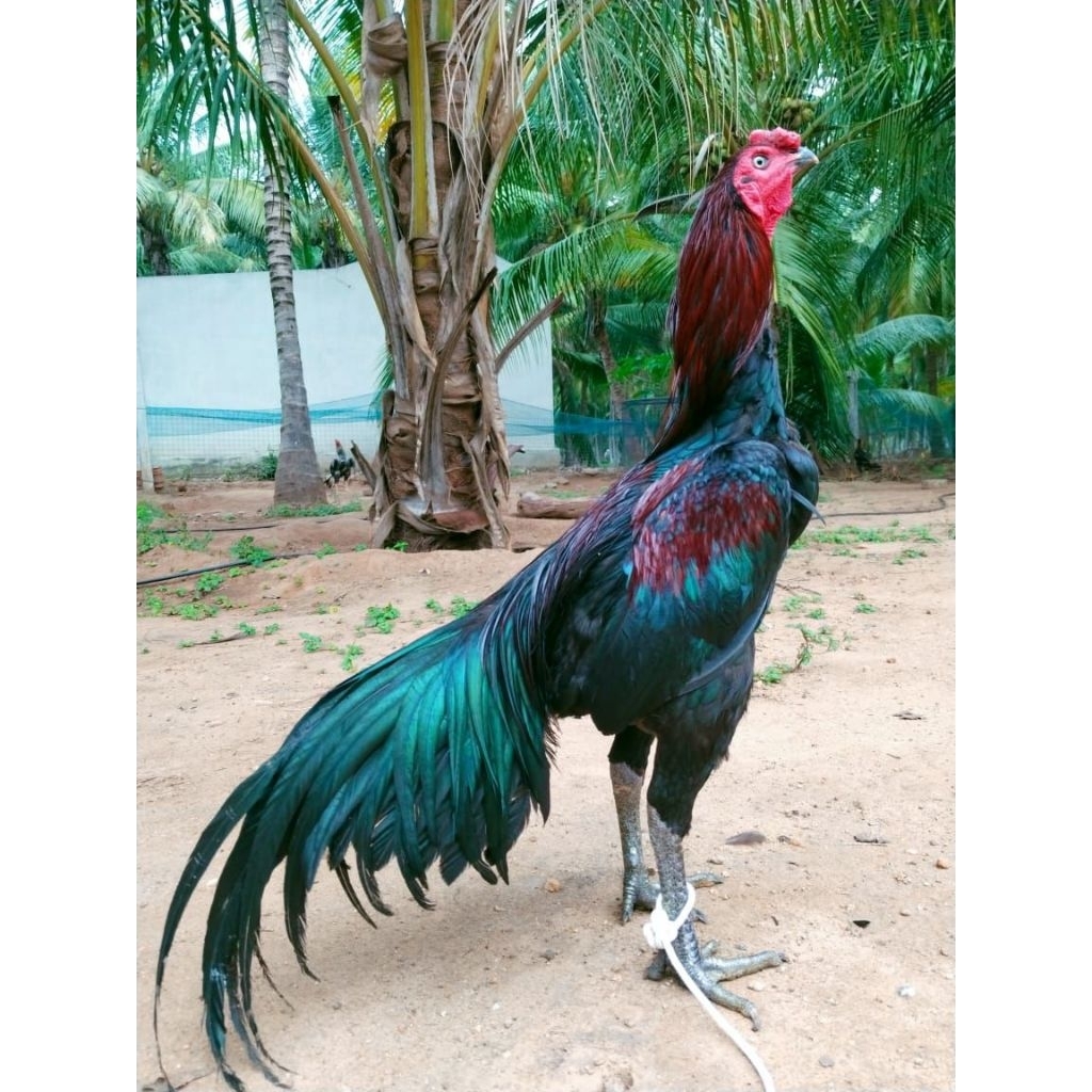 

Paket hemat 5 Telur Ayam Pakhoy Fertil siap Buat ditetaskan