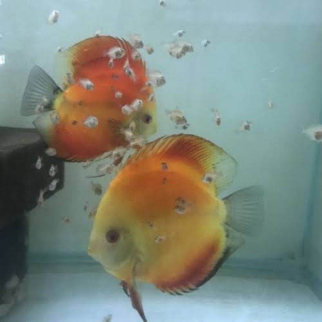 discus red melon 1cm