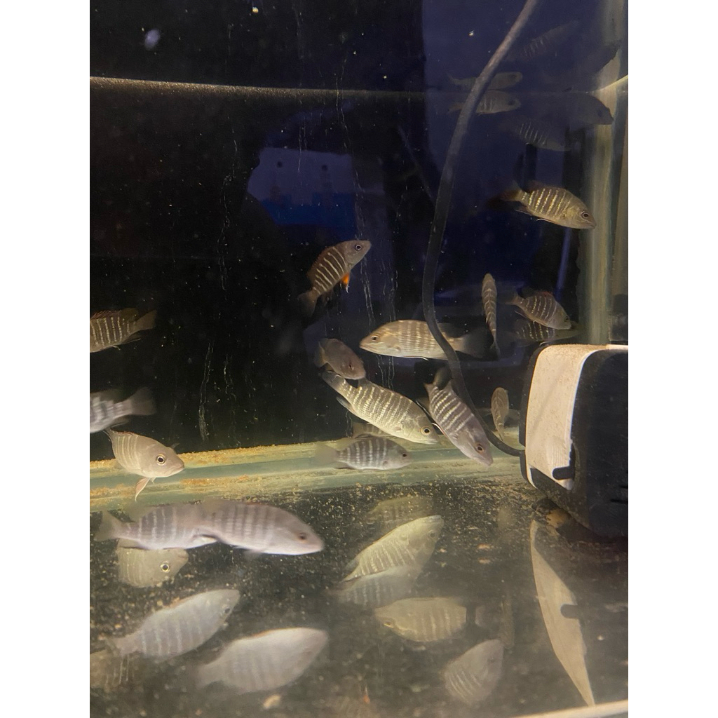 MJ size 8cm air tawar