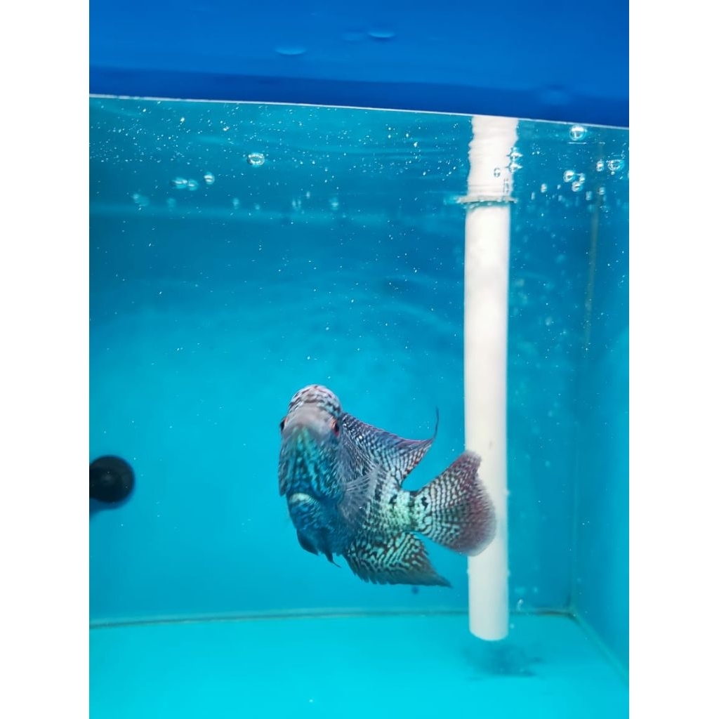 louhan Cencu ORI Thailand